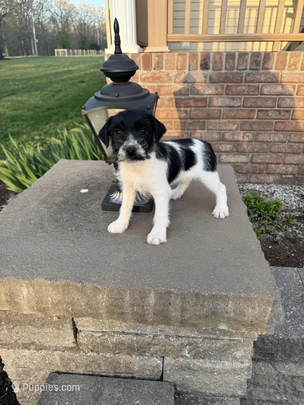 Jrtca Ruger – Jack Russell Terrier puppy for sale in Benton, IL