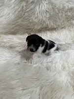 Jrtca Ruger, a male Jack Russell Terrier for sale in Benton, IL – Photo 2 of 5