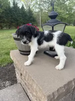 Jrtca Ruger, a male Jack Russell Terrier for sale in Benton, IL – Photo 4 of 4