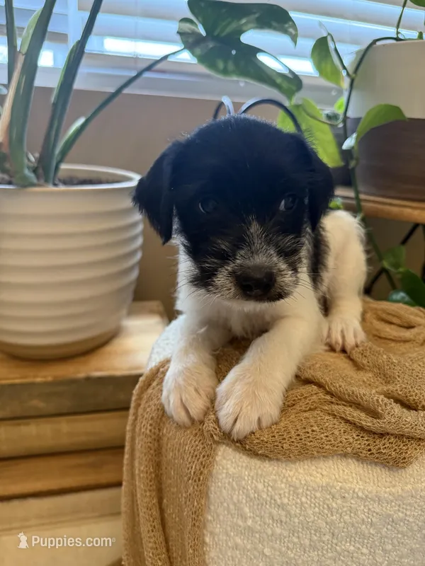 Jrtca Ruger – Jack Russell Terrier puppy for sale in Benton, IL