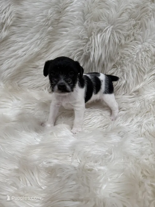Jrtca Ruger – Jack Russell Terrier puppy for sale in Benton, IL