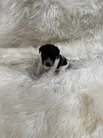 Jrtca Ruger, a male Jack Russell Terrier for sale in Benton, IL – Photo 5 of 5