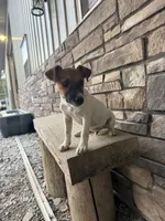 UKC Zane , a male Jack Russell Terrier for sale in Benton, IL – 8 of 8