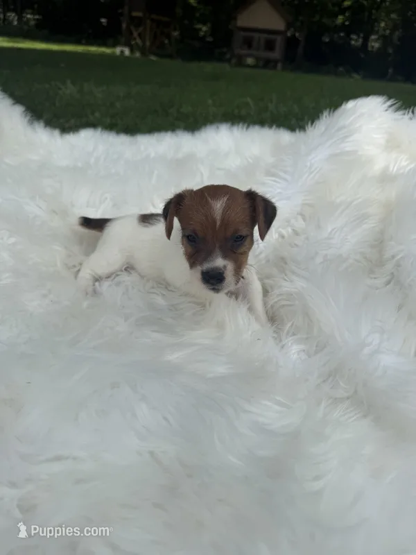 UKC Brody – Jack Russell Terrier puppy for sale in Benton, IL