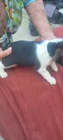 AKC Tia, a female Beagle for sale in Benton, IL – 2 of 3