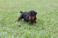 AKC Trina , a female Airedale Terrier for sale in Benton, IL – 3 of 4