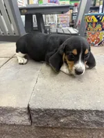 Simon, a male Beagle for sale in Benton, IL – 2 of 4