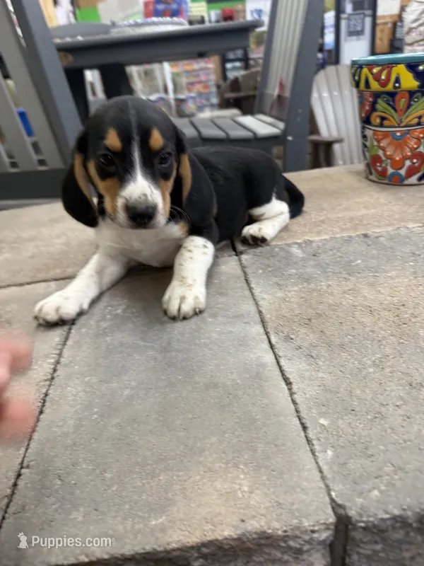 Simon – Beagle puppy for sale in Benton, IL