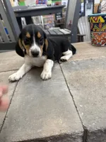 Simon, a male Beagle for sale in Benton, IL – 1 of 4