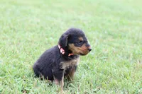 AKC Remmy , a male Airedale Terrier for sale in Benton, IL – 3 of 5