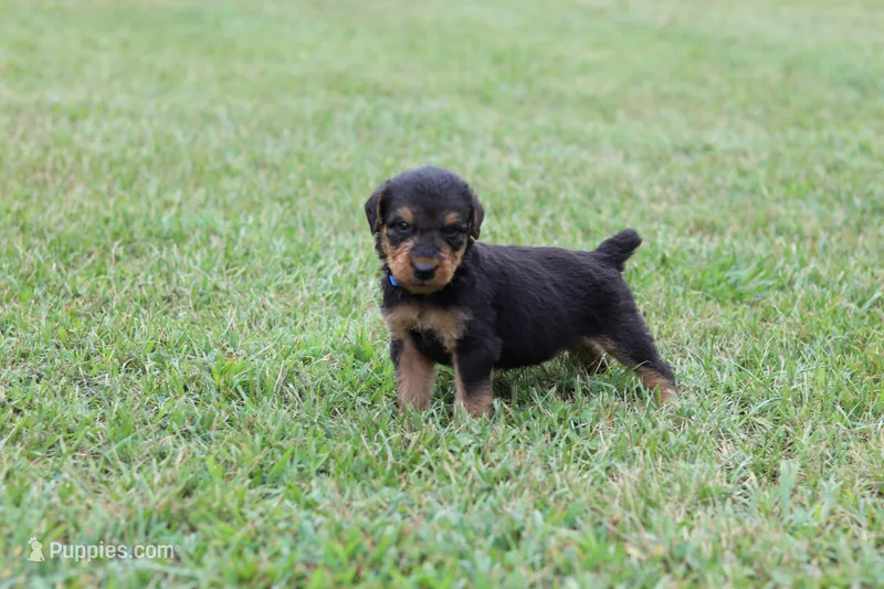 AKC Juke  – Airedale Terrier puppy for sale in Benton, IL