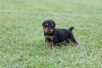 AKC Juke , a male Airedale Terrier for sale in Benton, IL – 1 of 4