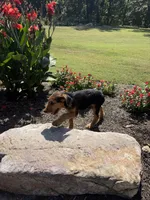 AKC  Frankenstein , a male Airedale Terrier for sale in Benton, IL – 3 of 4