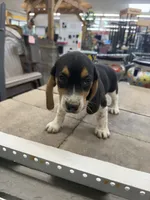 Sparky, a male Beagle for sale in Benton, IL – 3 of 5