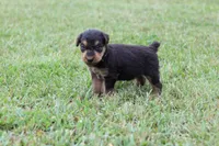 AKC Tootsie, a female Airedale Terrier for sale in Benton, IL – 2 of 4