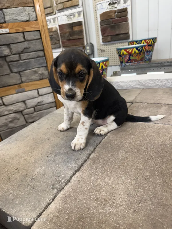 Sophie  – Beagle puppy for sale in Benton, IL