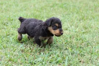 AKC Tootsie, a female Airedale Terrier for sale in Benton, IL – 4 of 4