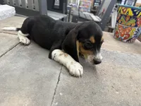 Sparky, a male Beagle for sale in Benton, IL – 5 of 5