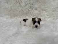 UKC Cosmo , a male Jack Russell Terrier for sale in Benton, IL – 3 of 5