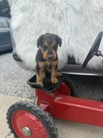 AKC Zander Special Needs, a male Airedale Terrier for sale in Benton, IL – 2 of 4