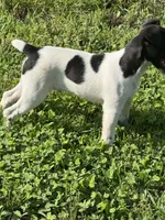 Jrtca Rocky, a male Jack Russell Terrier for sale in Benton, IL – 2 of 5