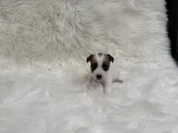 UKC Ziggie , a female Jack Russell Terrier for sale in Benton, IL – 5 of 5