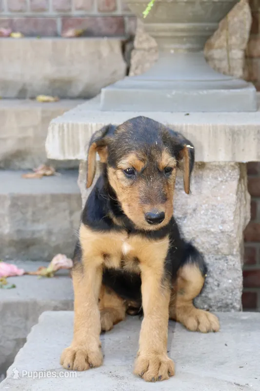 AKC Zoe  – Airedale Terrier puppy for sale in Benton, IL