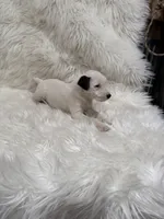 processed/2f51a86d-f991-408b-999f-2e75fbb89263/listing/d927c2f5-fad1-4b96-a695-6e9e55c39266/8d1b9ef7-5103-4ff5-b6f8-2209644e89e7