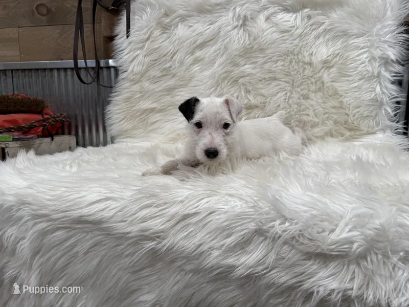 Jrtca Snow White – Jack Russell Terrier puppy for sale in Benton, IL
