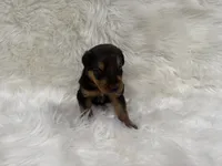 AKC Zander, a  Airedale Terrier for sale in Benton, IL – 3 of 5