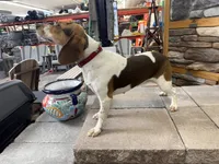AKC Reba, a female Beagle for sale in Benton, IL – 2 of 4