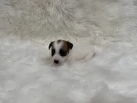 UKC Ziggie , a female Jack Russell Terrier for sale in Benton, IL – 4 of 5