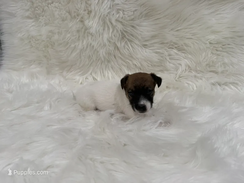 UKC Zane  – Jack Russell Terrier puppy for sale in Benton, IL