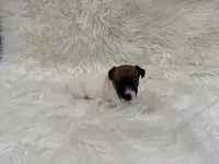 UKC Zane , a male Jack Russell Terrier for sale in Benton, IL – 1 of 4