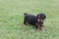 AKC Juke , a male Airedale Terrier for sale in Benton, IL – 3 of 4