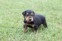AKC Zander, a male Airedale Terrier for sale in Benton, IL – 3 of 4