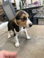 Sadie, a female Beagle for sale in Benton, IL – 2 of 4