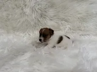 UKC Brody, a male Jack Russell Terrier for sale in Benton, IL – 4 of 5