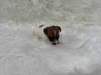 UKC Brody, a male Jack Russell Terrier for sale in Benton, IL – 5 of 5