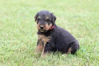 AKC Xaviar, a male Airedale Terrier for sale in Benton, IL – 4 of 4