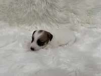 UKC Ziggie , a female Jack Russell Terrier for sale in Benton, IL – 3 of 5
