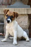 UKC Zane , a male Jack Russell Terrier for sale in Benton, IL – 3 of 3