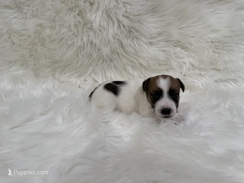 UKC Cosmo  – Jack Russell Terrier puppy for sale in Benton, IL