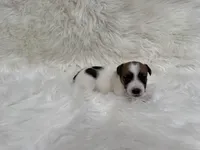UKC Cosmo , a male Jack Russell Terrier for sale in Benton, IL – 1 of 5