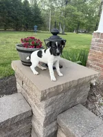 Jrtca Rocky, a male Jack Russell Terrier for sale in Benton, IL – Photo 4 of 4