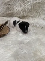 Jrtca Rocky, a male Jack Russell Terrier for sale in Benton, IL – Photo 3 of 5