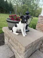 Jrtca Rocky, a male Jack Russell Terrier for sale in Benton, IL – Photo 1 of 4