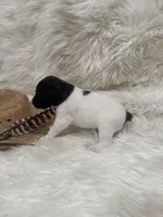 Jrtca Rocky, a male Jack Russell Terrier for sale in Benton, IL – Photo 2 of 5