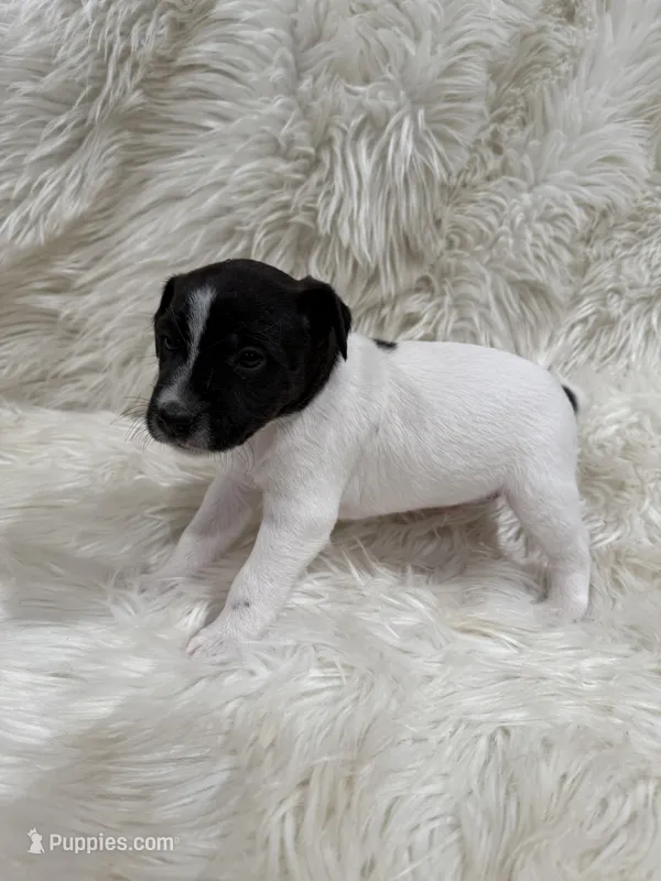 Jrtca Rocky – Jack Russell Terrier puppy for sale in Benton, IL