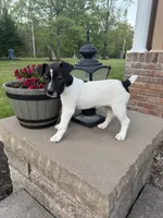 Jrtca Rocky, a male Jack Russell Terrier for sale in Benton, IL – Photo 2 of 4